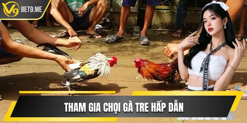 Tham gia chọi gà tre hấp dẫn